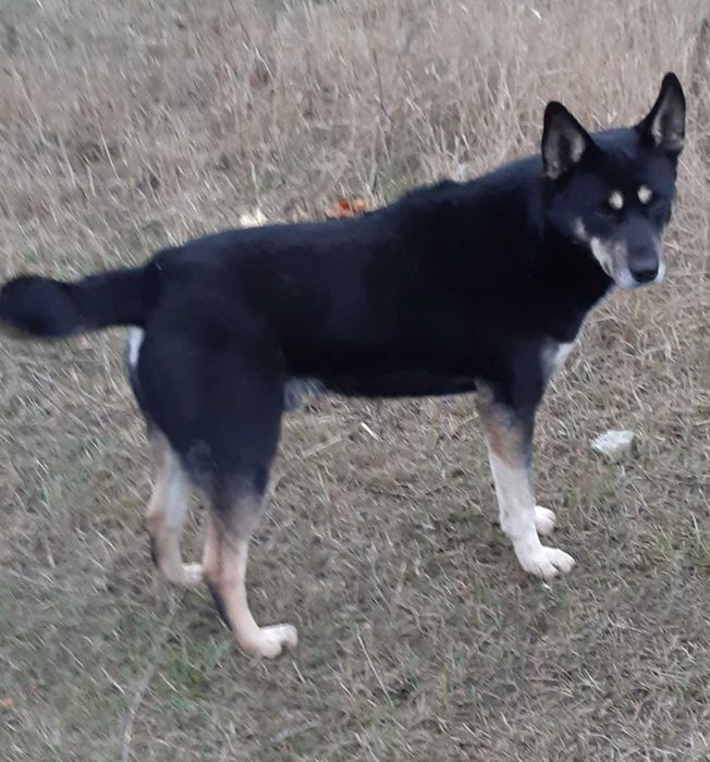 В добрые руки прекрасный друг