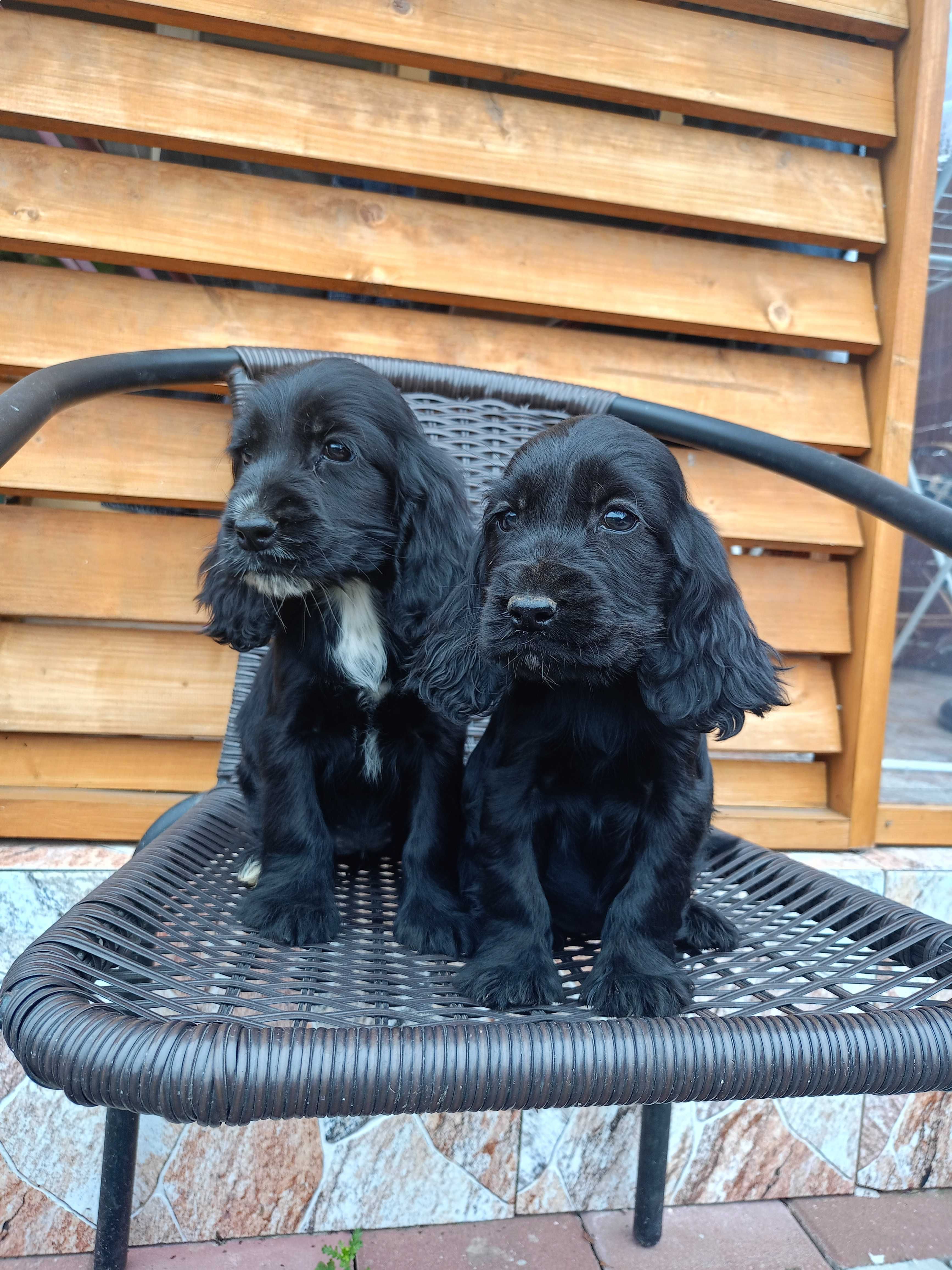 Suczka Cocker spaniel