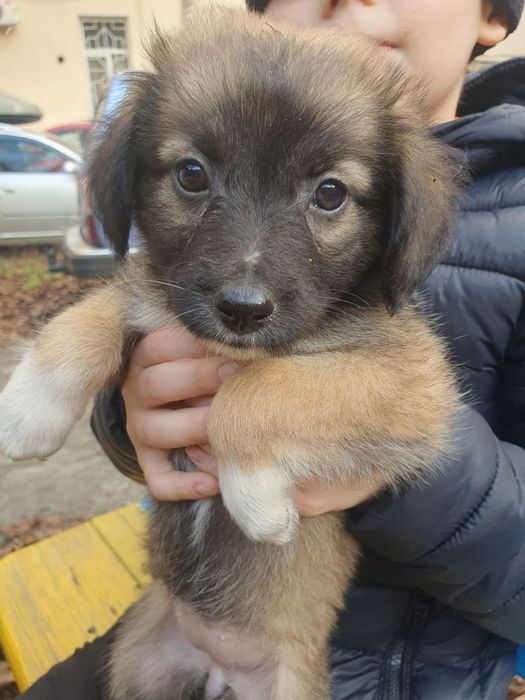 Отдам даром в добрые руки щенков