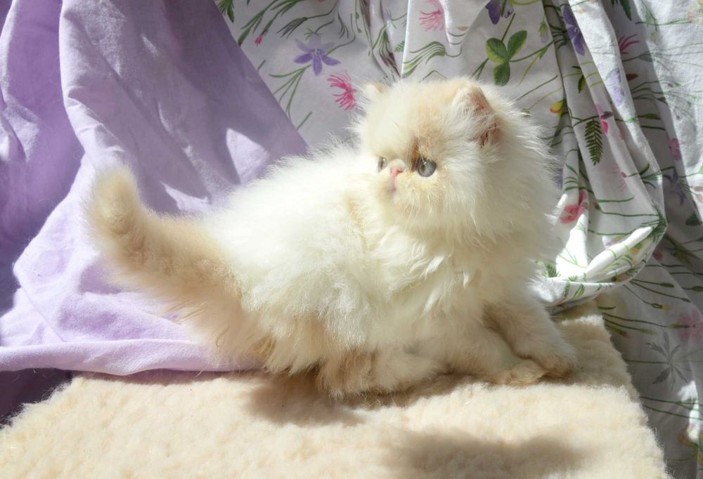 Kocurek perski - kremowy z białym - dostępny