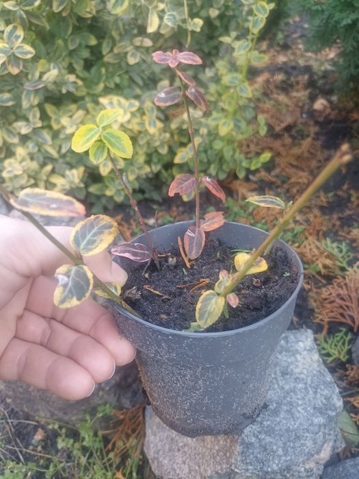 Бересклет з горщиком