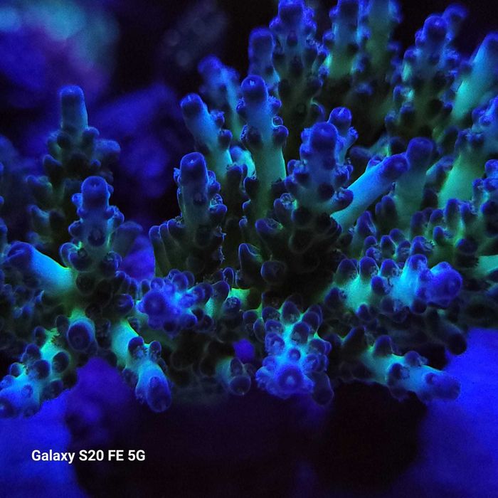 Acropora  koralowce sps szczepki akwarium morskie