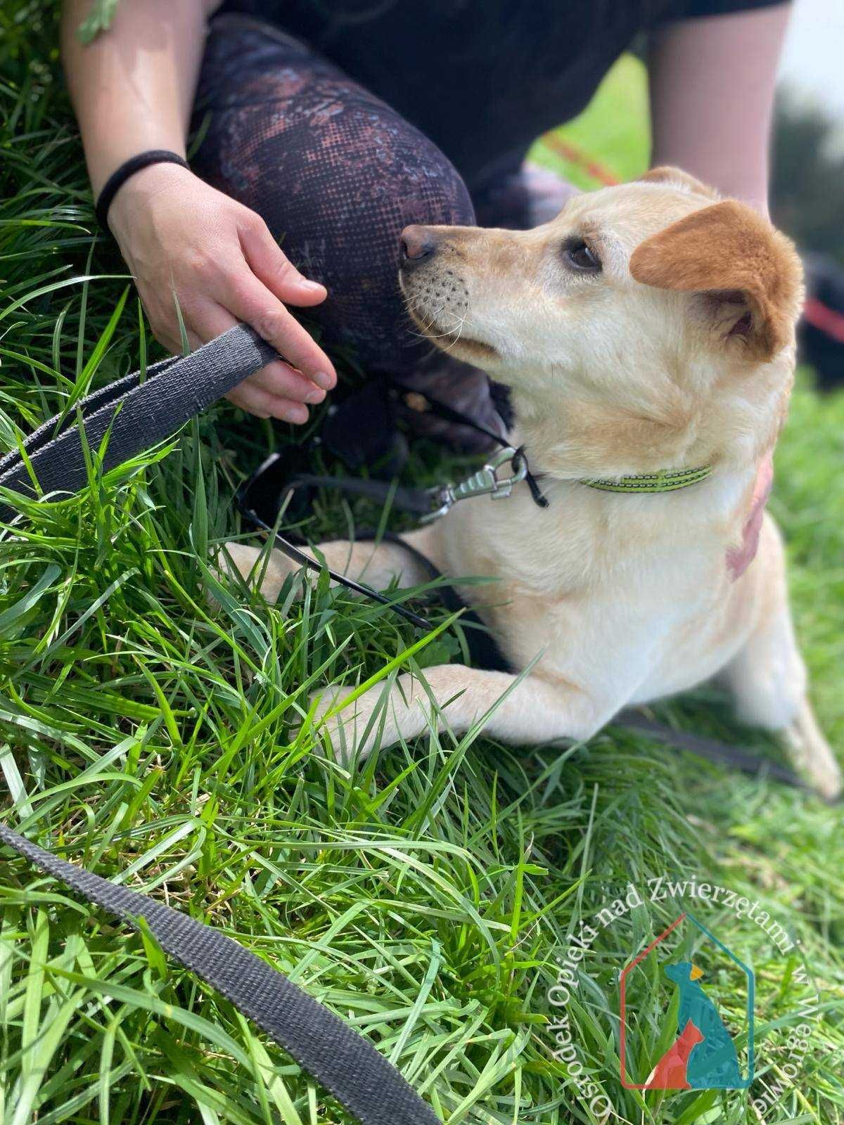 ŚLICZNA, MAŁA sunia do adopcji - pogodna przylepka