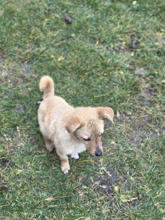 Безкоштовно в добрі руки