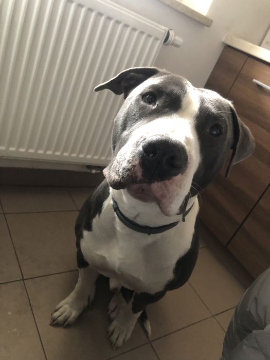 Oddam pieska za darmo