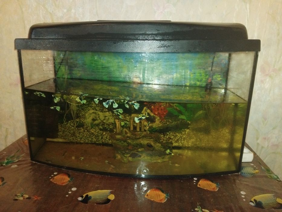 Срочно дешево продам аквариум с рыбками.