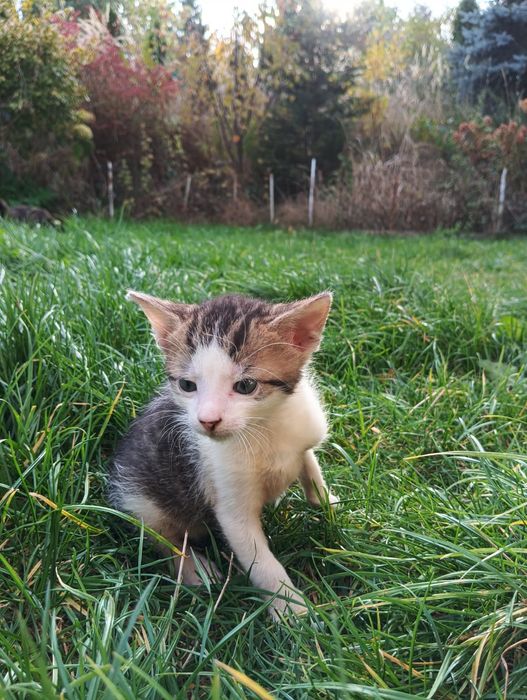 Oddam kocięta do adopcji