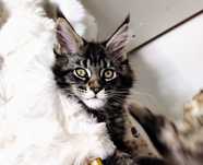 Maine coon kocięta