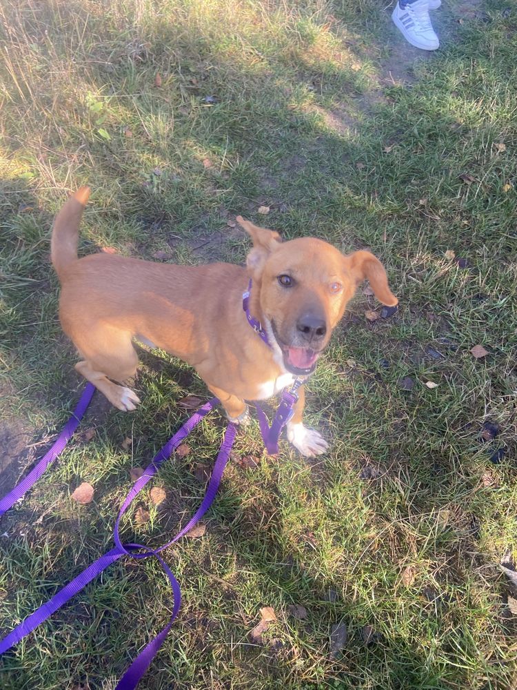 Dallas 7 letni pies do adopcji w Dolinie Dolistowki