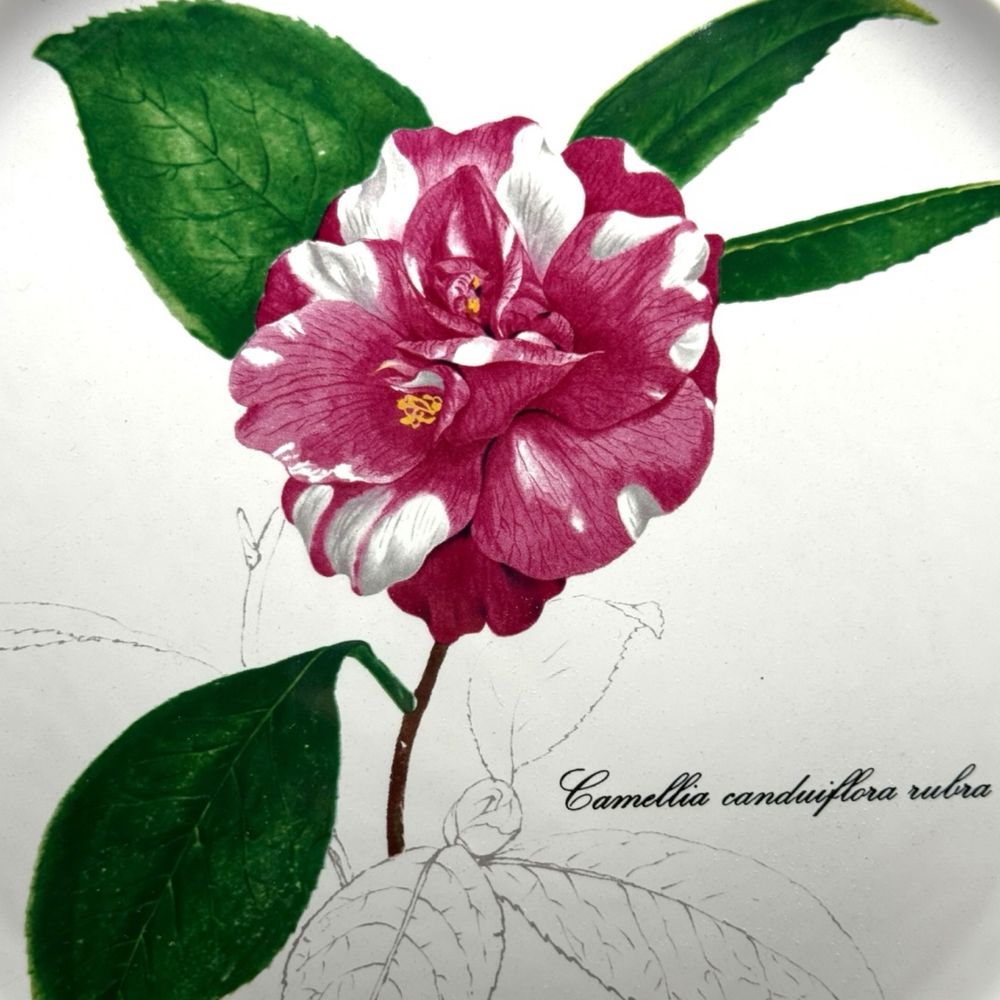 Villeroy & Boch talerz Camellia canduiflora Kamelia botanica B41518