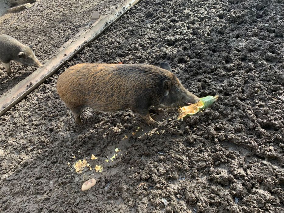 Продам домашню свинину  вага до сорока кілограм