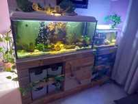 Aquario de 250L completo, 1 de 50l e outro de 32l com peixes e etc