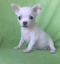Chihuahua mini de bolso Registados no CPC
