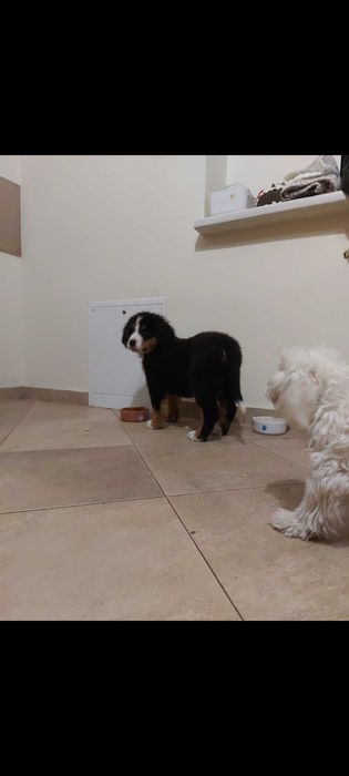 Berneński pies pasterski