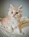 Srebrzysty kocurek rasy Maine coon!!!