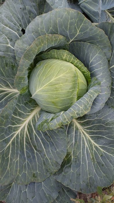 Kapusta biała, czerwona, marchew, buraczek