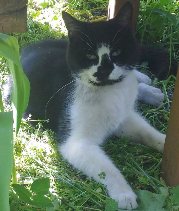 Zaginęła kotka Broda, 17 lat, głuchawa, lekko kulawa.