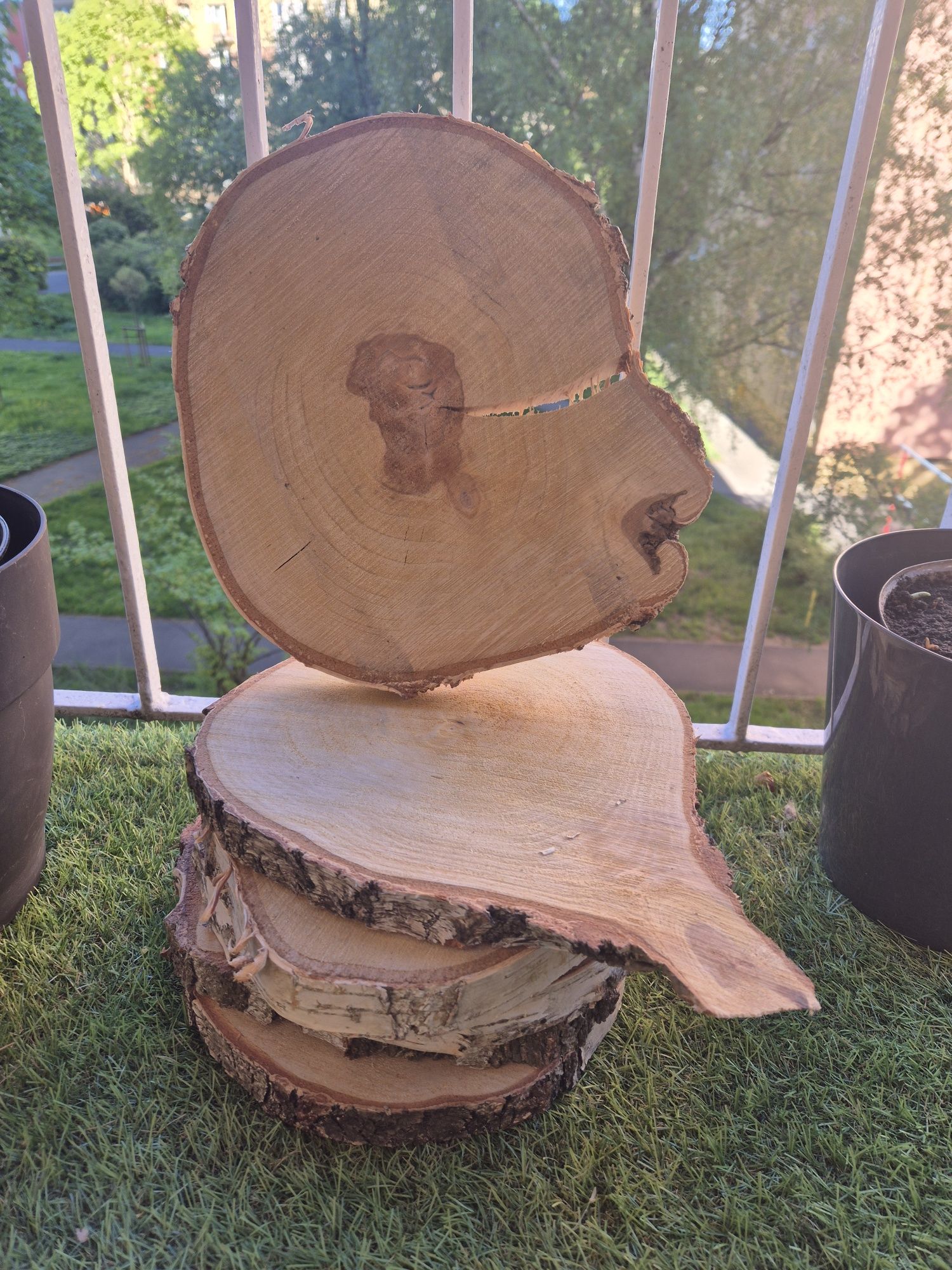 Suchy Plaster drewna krążek brzoza 23-27 cm wesele impreza