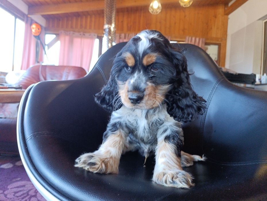 Cocker spaniel angielski.chlopak