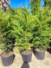 Cupressocyparis Leylandii para sebes