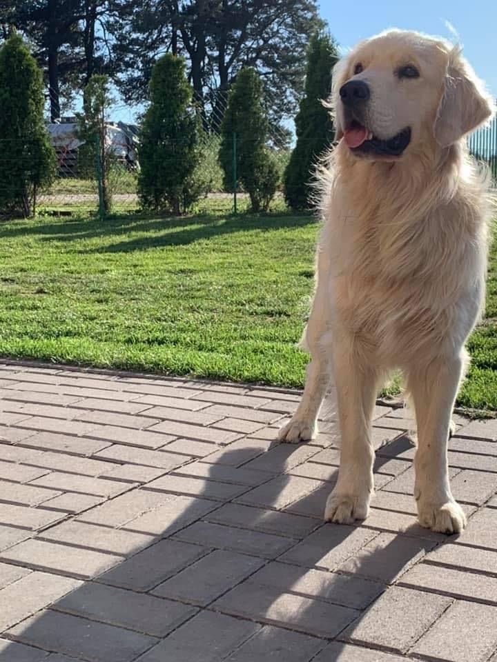 Golden retriever-szczenię
