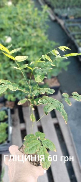 Бобовник (Золотий дощ) - Бересклет - Гліцинія Р9