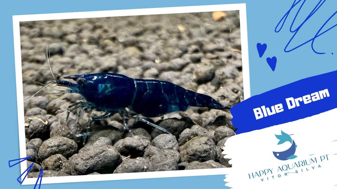 happyaquarium.pt - Neocaridina Blue Dream