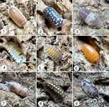 Isopody Warszawa Porcellio, Porcellionides, Armadillidium, Cubaris