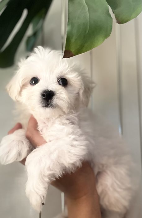 Щенульки мальтипушки f1