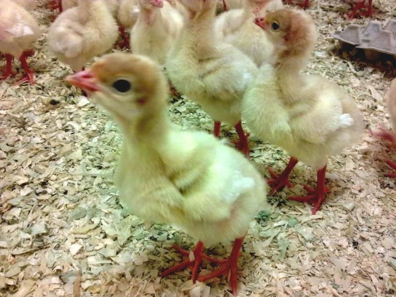 Бройлерні індичата,гусенята,качки,курчата,кури несучки