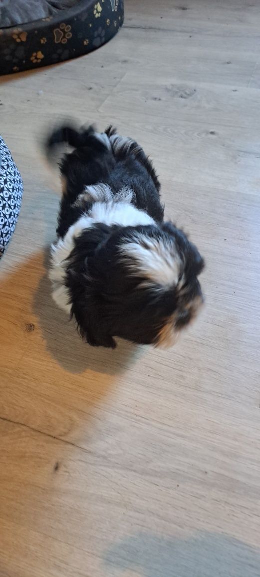 Śliczny piesek shih tzu miniaturka