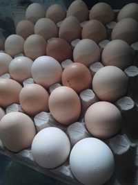 Jajka jaja swojskie wiejskie