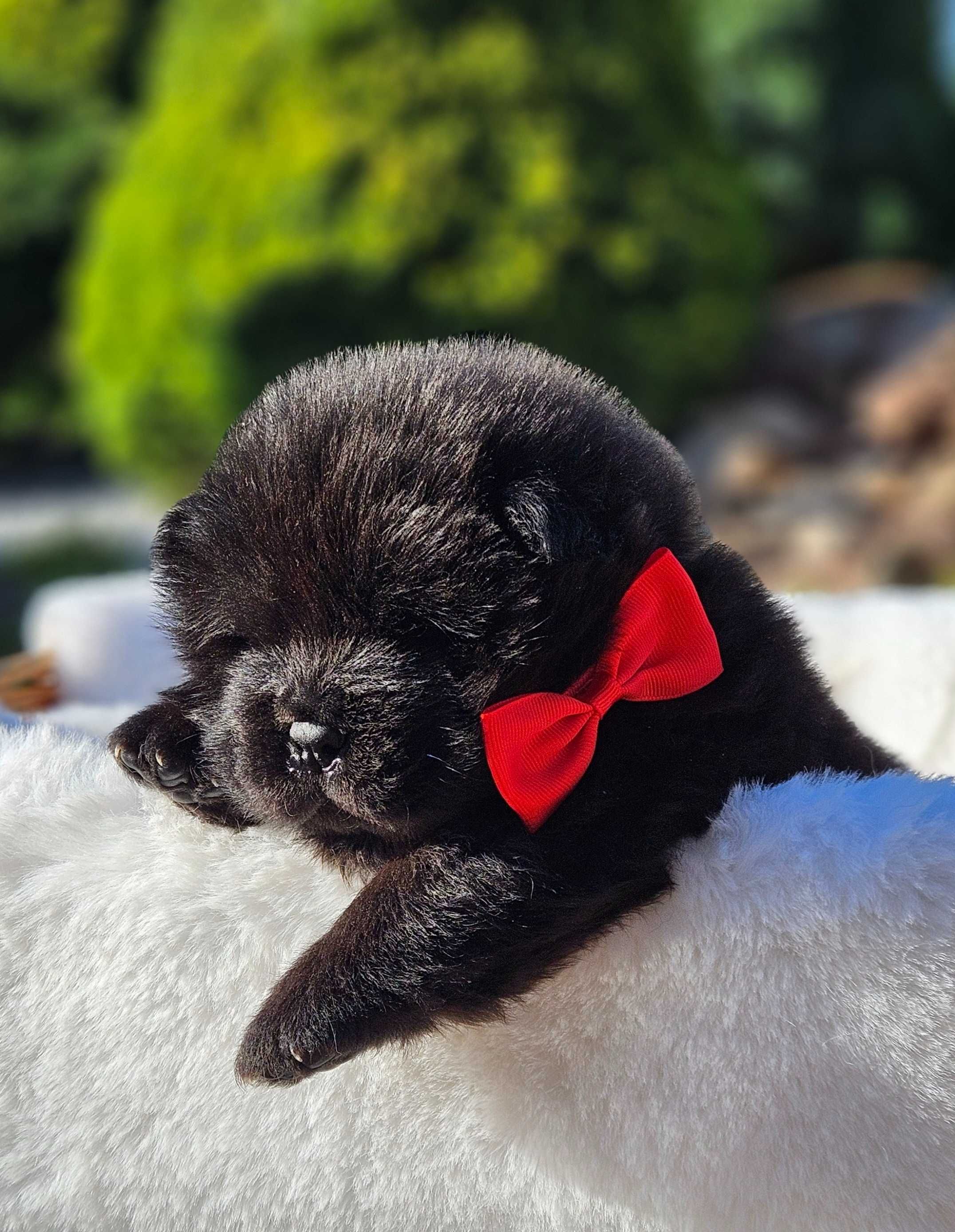 Chow Chow szczeniak.