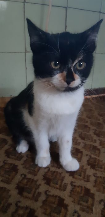 Отдам котят в хорошие руки