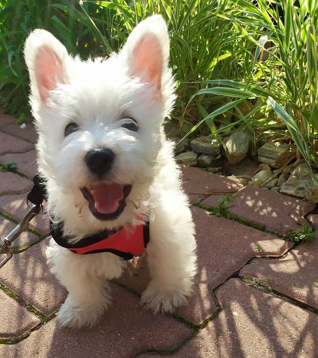 Szczeniak west terrier