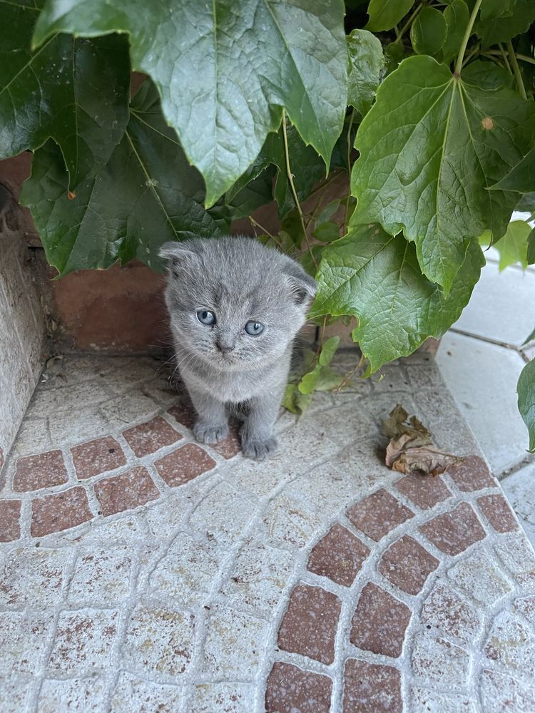 Шотландские вислоухие котята