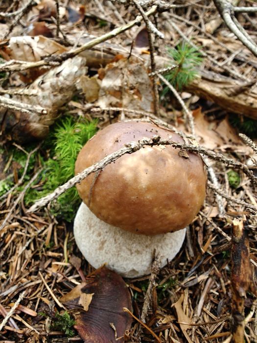 Котедж «ГІРСЬКИЙ ЗАТИШОК» поблизу озера Синевир