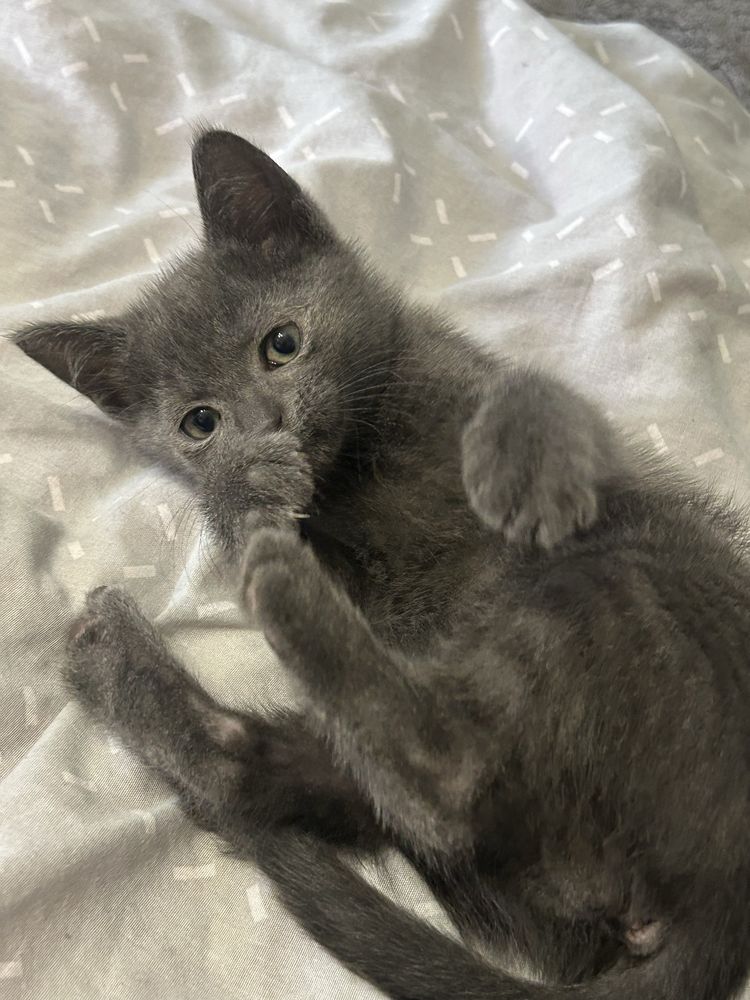 Кошеня, кіт, кішка