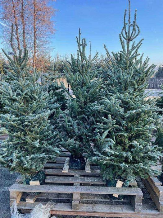 Jodla kaukaska z dostawa do domu! Piekne choinki do twojego domu