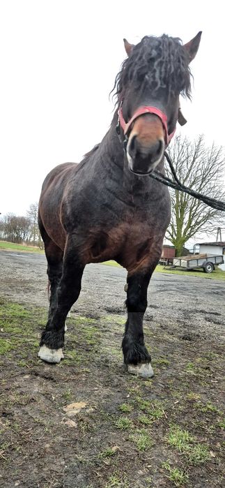 Ogier zimnokrwisty w typie sztumskim