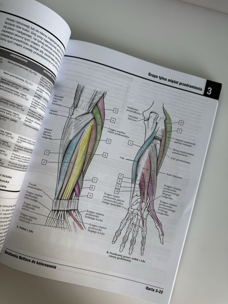 Atlas anatomiczny Nettera do kolorowania