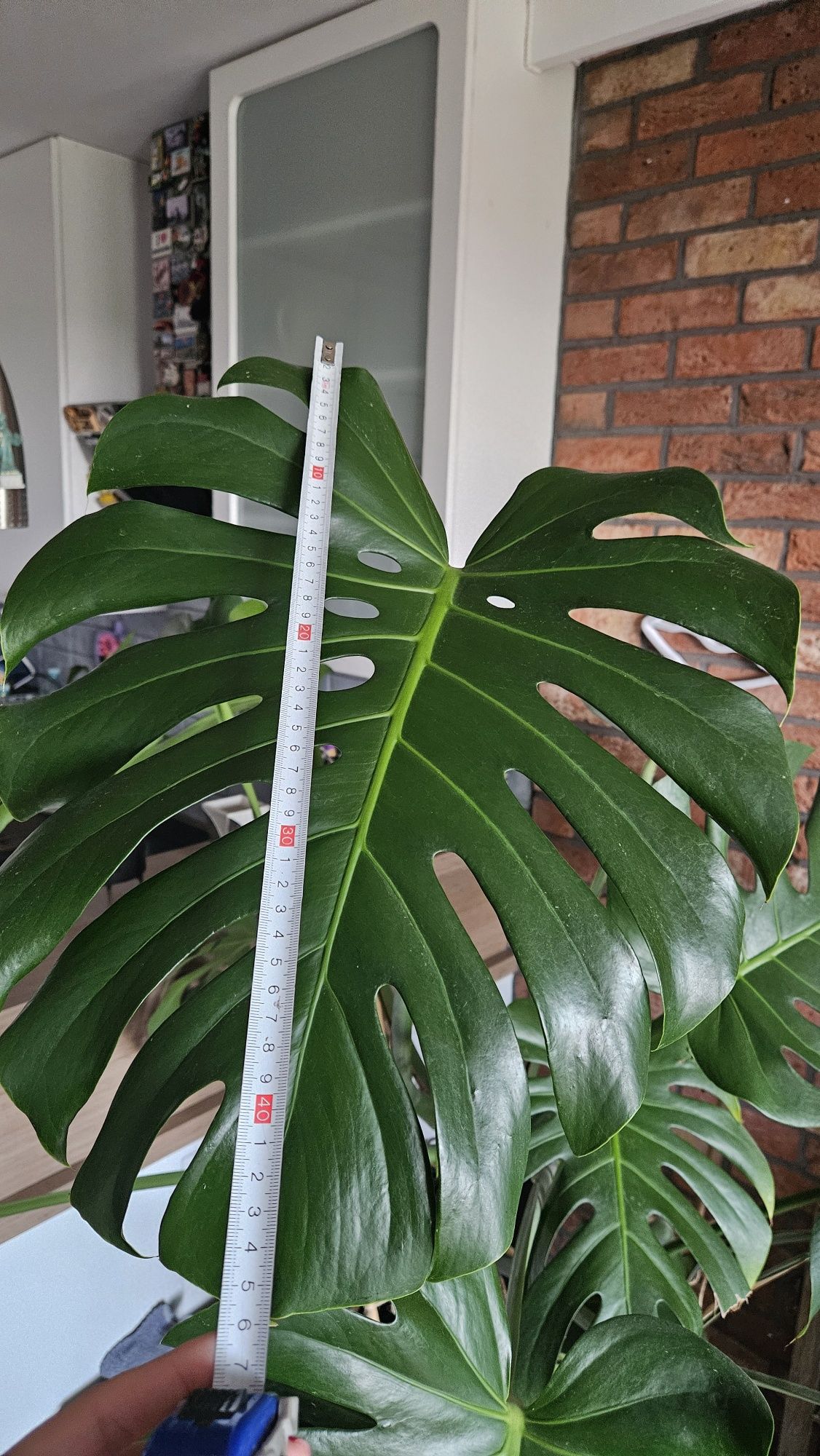 Monstera deliciosa 160 cm
