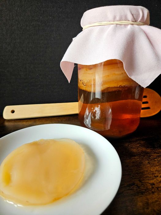 Grzybek herbaciany SCOBY – kombucha do domowej herbaty probiotycznej