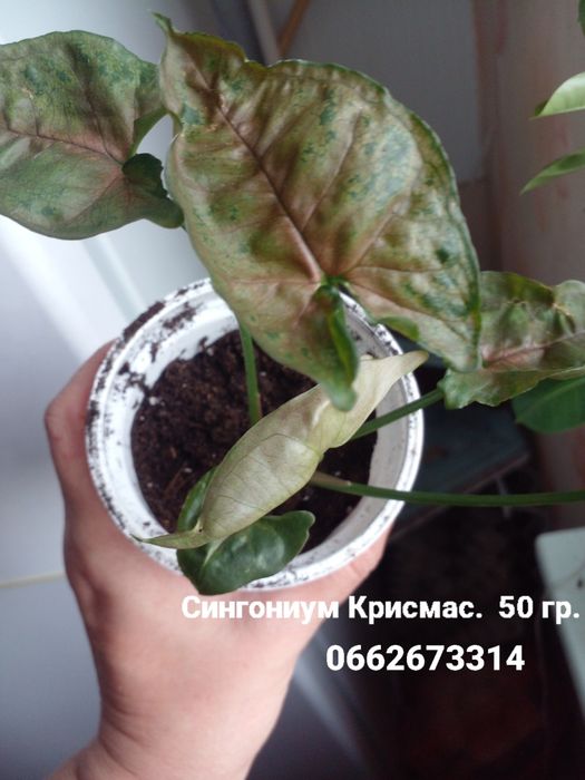 Сингониумы Крисмас и Вайт Баттерфляй.