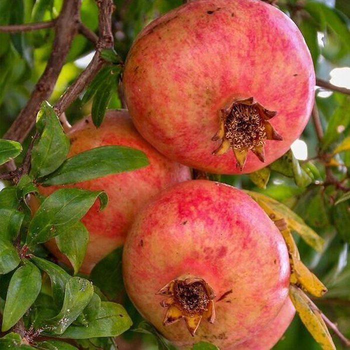 Саджанці гранату ОПТ–Роздріб / Саженцы граната ОПТ–Розница