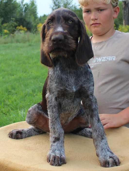 Wyżeł niemiecki szorstkowłosy / pies