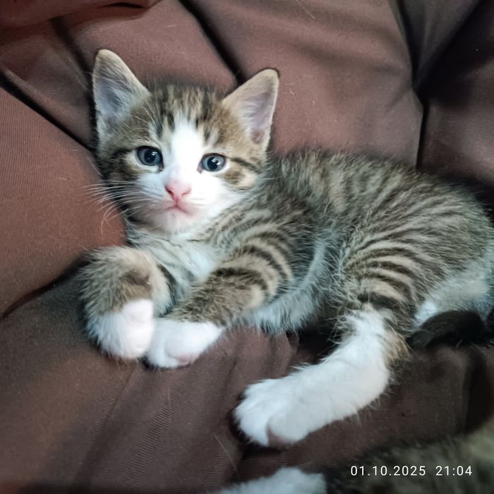 Продам гарнюніх кошенят.