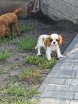Cavalier King Charles Spaniel ZKwP