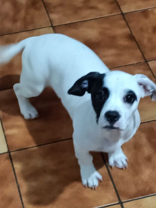 Cadela para adoção respnsavel