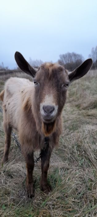 Цап, козел, цапок